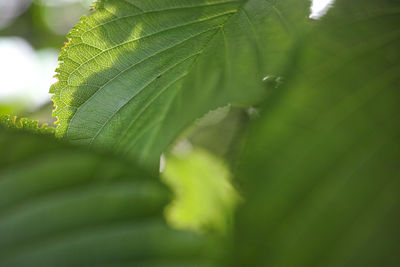 Macro shot of green leaves