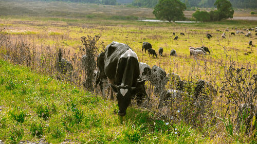 View of sheep grazing in field