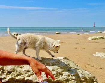 View of a sheep on the beach