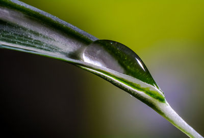 Close-up of water drops on plant