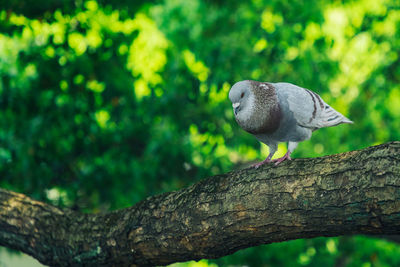 Close-up of bird perching on branch