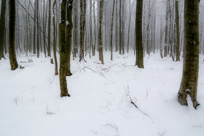 Frozen trees in forest during winter