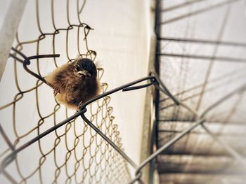 Close-up of bird in cage