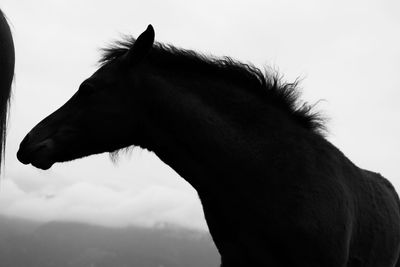 Close-up of horse against sky