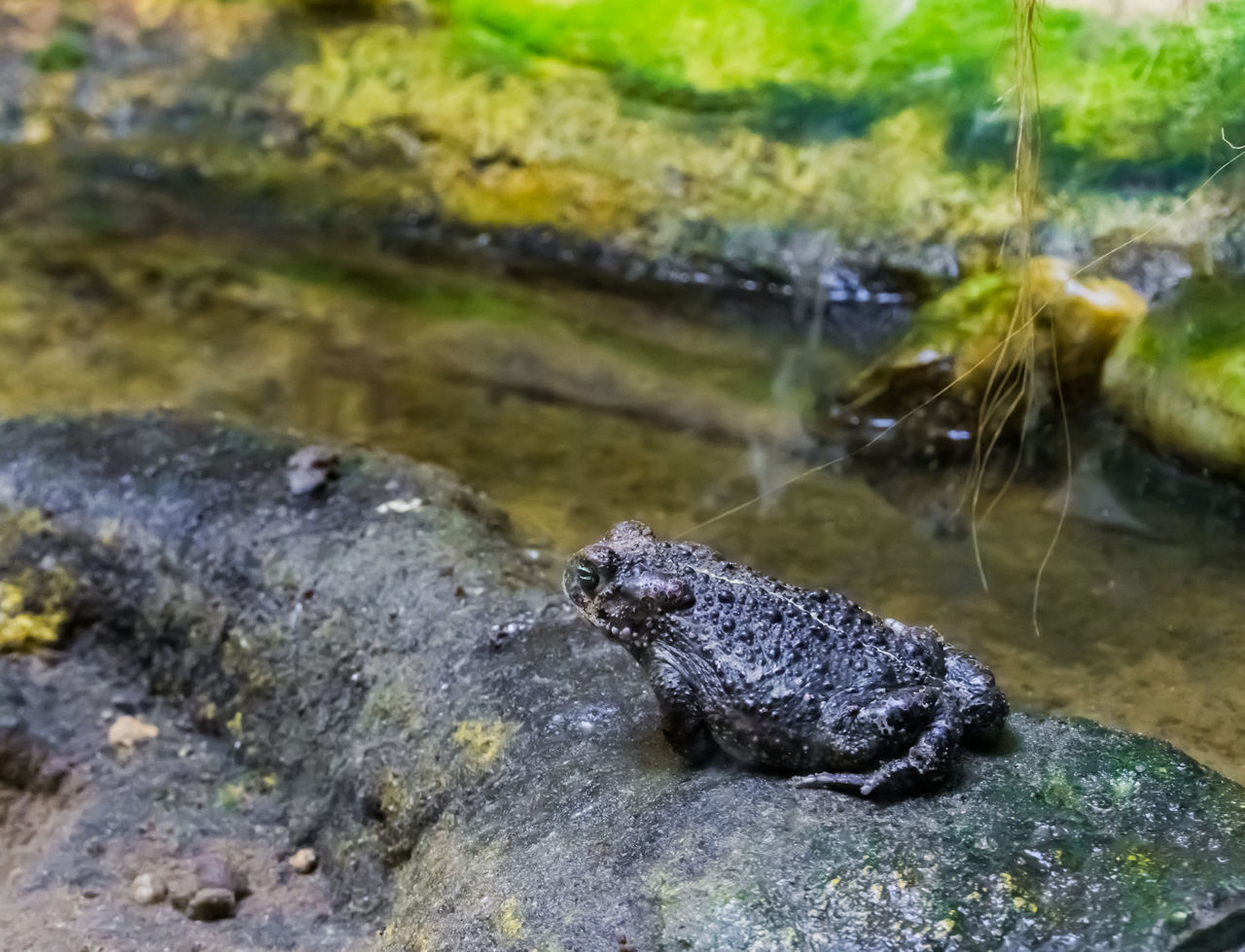 CLOSE-UP OF LIZARD IN ROCK