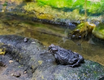 Close-up of lizard on rock