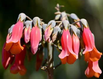 Close-up of pink flowering plants