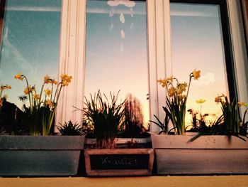 Potted plants on the wall