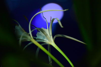 Close-up of flowering plant against black background