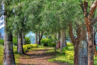 Trees in forest