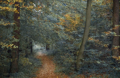 Trees in forest during autumn