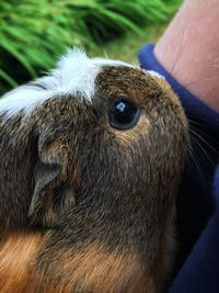 Close-up portrait of a dog