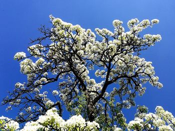 Low angle view of cherry tree against blue sky