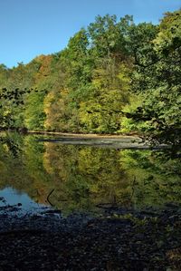 Scenic view of lake in forest against sky