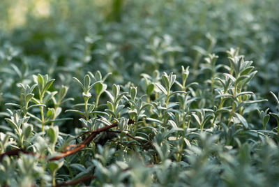 Close-up of crops growing on field