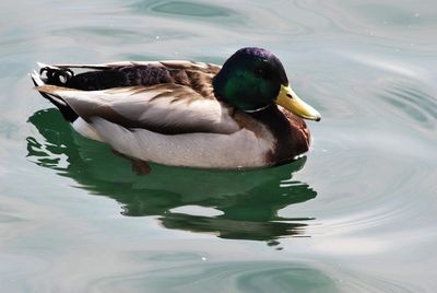 Close-up of duck swimming in lake
