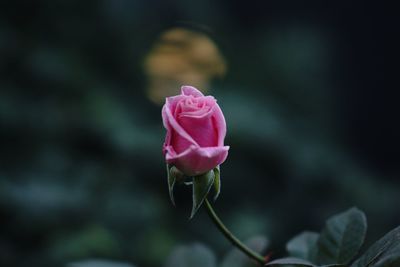 Close-up of pink rose