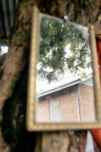 Low angle view of tree against building