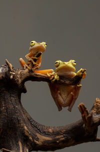 Close-up of lizard on tree against blue background