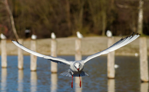 Close-up of bird against blurred water