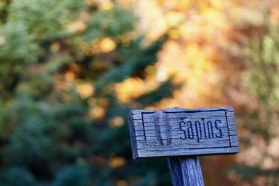 Close-up of sign on tree