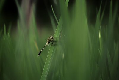 Close-up of insect on grass