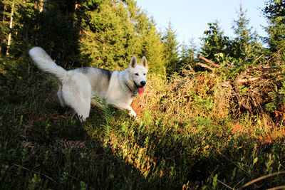 View of dog running on grass