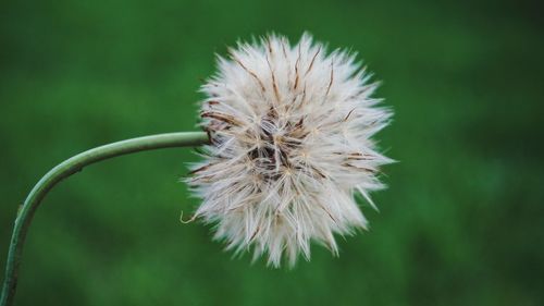 Close-up of flower against blurred background