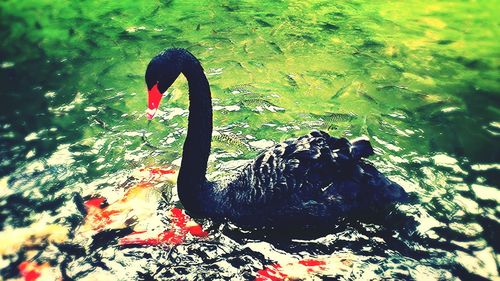 Reflection of trees in water