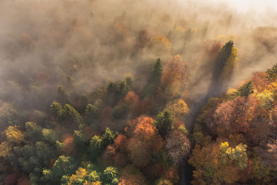 Aerial view of the foggy forest during autumn