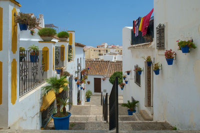 Potted plants and buildings against blue sky