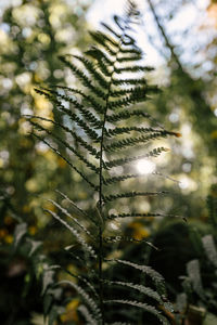 Close-up of leaves on tree