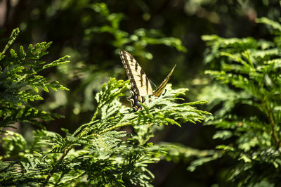 Butterfly on plant