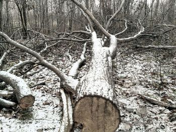 Close-up of bare tree in snow