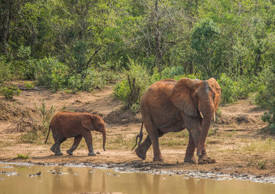 Elephant in a forest