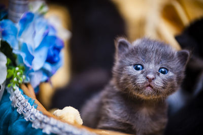 Close-up of kitten