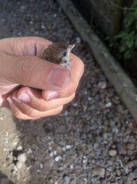 Close-up of hand holding small lizard