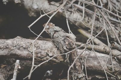 Close-up of lizard