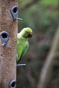 Close-up of parrot perching on metal feeder