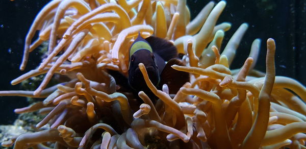 Close-up of fish swimming in sea