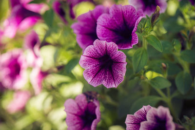 Close-up of purple flowering plant