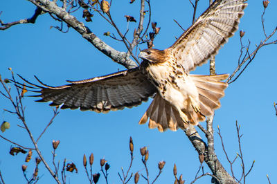 Low angle view of eagle flying against sky