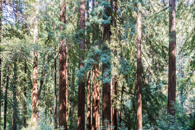 Panoramic view of trees in forest