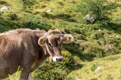 View of cows on landscape