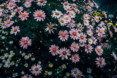 Close-up of flowers