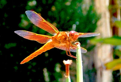 Close-up of butterfly on flower