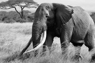 View of tim big tusker elephant on field