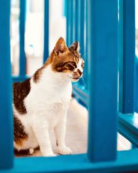 Close-up of cat looking through window