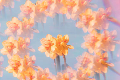 Close-up of pink cherry blossom