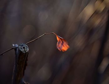 Close-up of dried plant